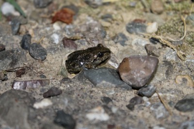 juvenile of Pelobates fuscus (Common Spadefoot)